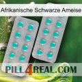 African Black Ant 29